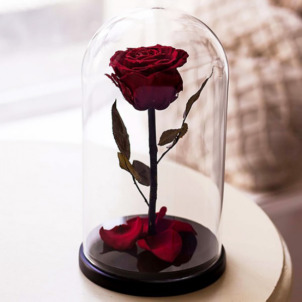 Роза в колбе бордовая wine